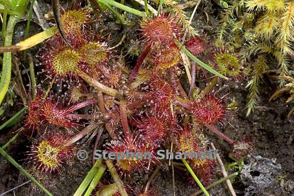 drosera rotundifolia 9 graphic